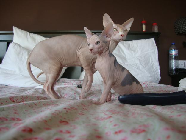 GATITAS SPHYNX EXCELENTE PEDIGREE, ESFINGE, GATOS SIN PELO