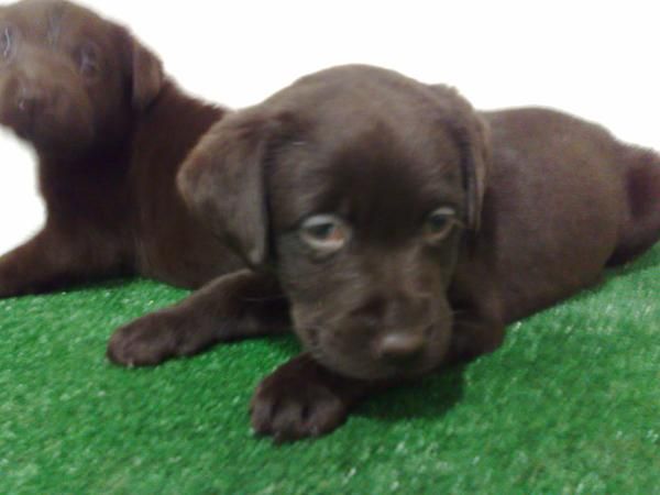 labradores retriever chocolates