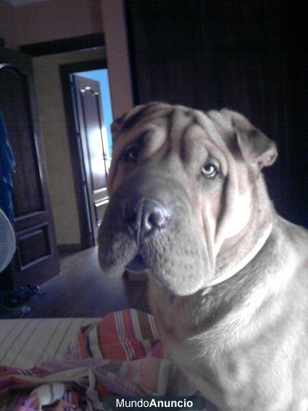 sharpei  para monta