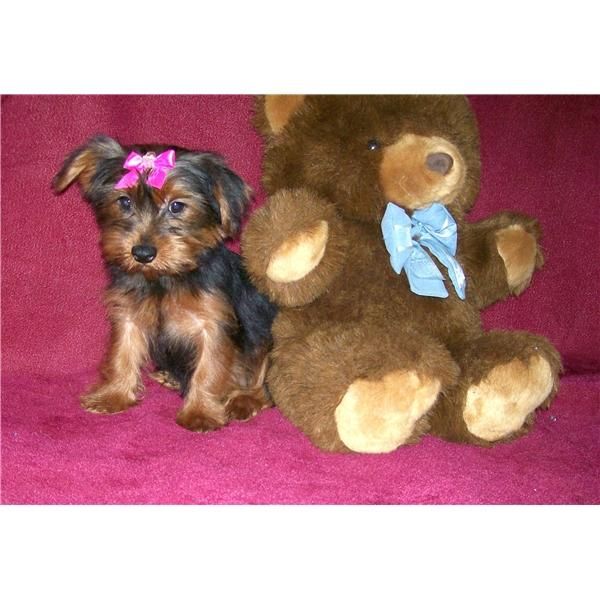 Yorkshire Terrier adorable