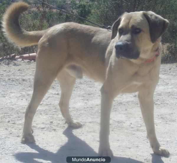 Babar, un perro encantador, en la perrera