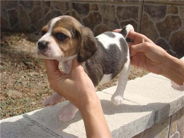 Bonitos cachorros de beagle