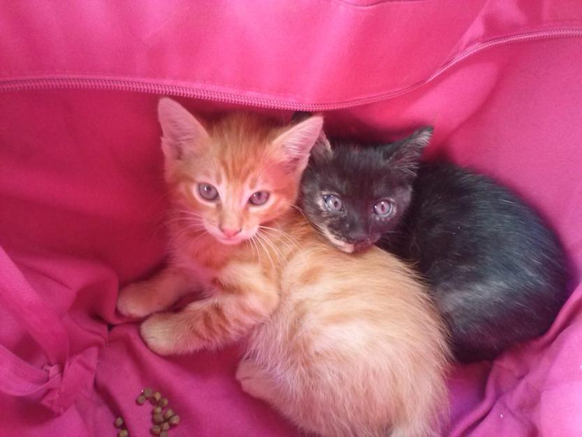 Brownie y naranjito, dos hermanitos en adopción