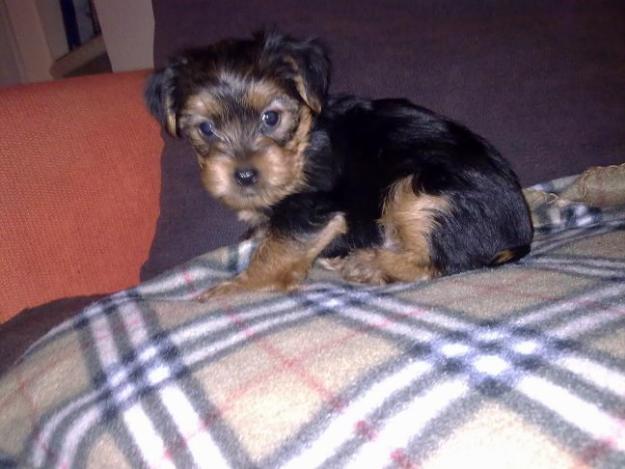 CACHORRO DE  YORKSHIRE TERRIER MINI