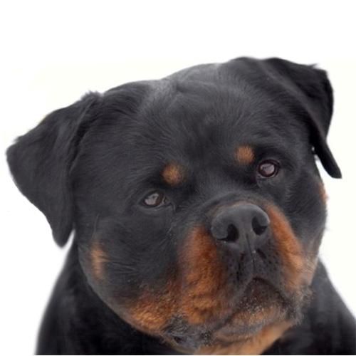 EXCELENTE CAMADA DE ROTTWEILER