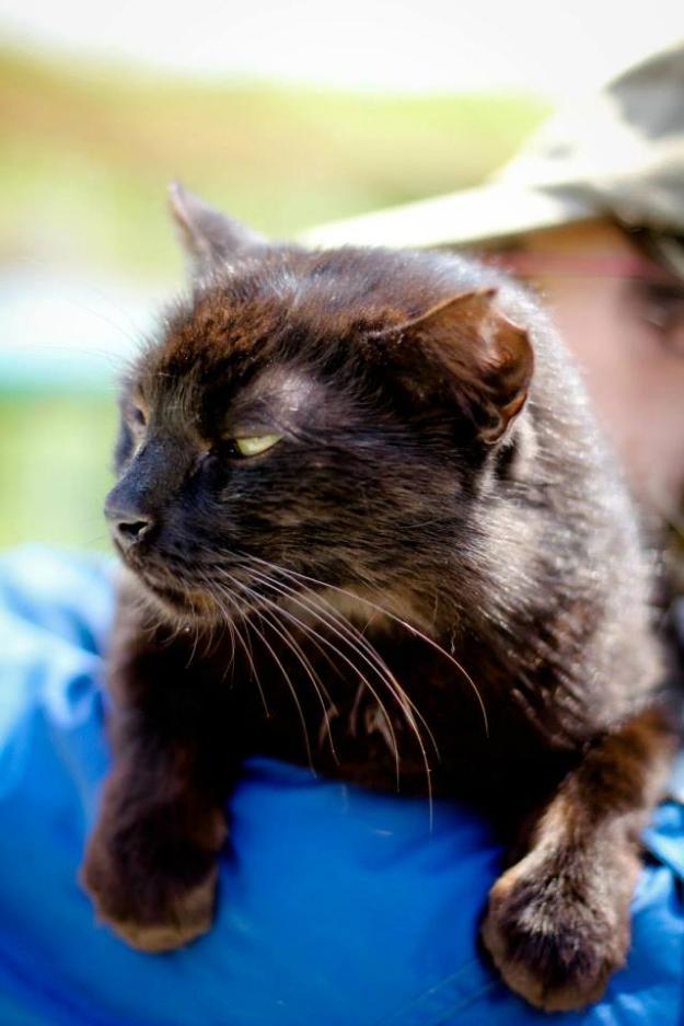 Gato om, necesita una familia urgentemente.