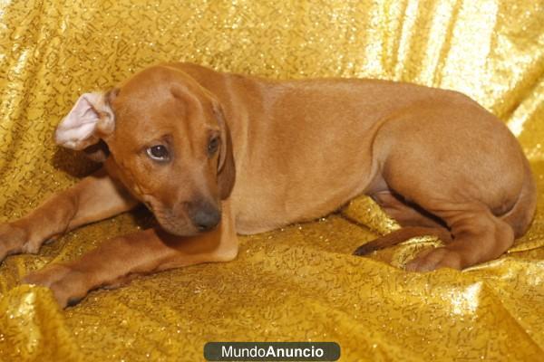 RHODESIAN RIDGEBACK CACHORROS –GARANTIA AQUANATURA- Perros, Venta en Tienda