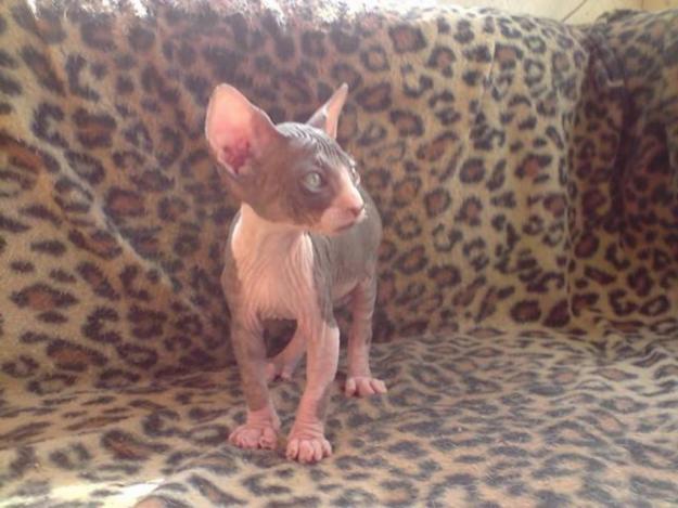 VENTA GATO SPHINX