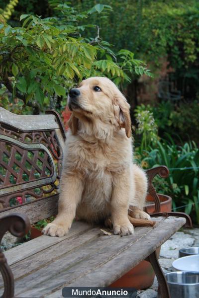 CACHORRO GOLDEN RETRIEVER