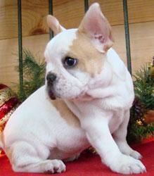 CACHORROS BULLDOG FRANCES 150 E