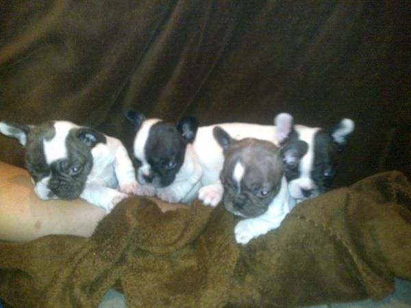 Camada bulldog frances