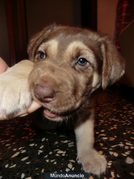 Regalo perritos cruce mastin y labrador