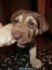 Regalo perritos cruce mastin y labrador - mejor precio | unprecio.es