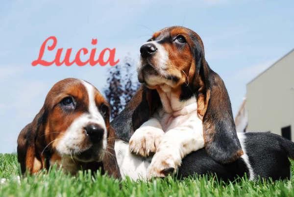 Tu Basset  hound, de dos meses  y  a buen precio