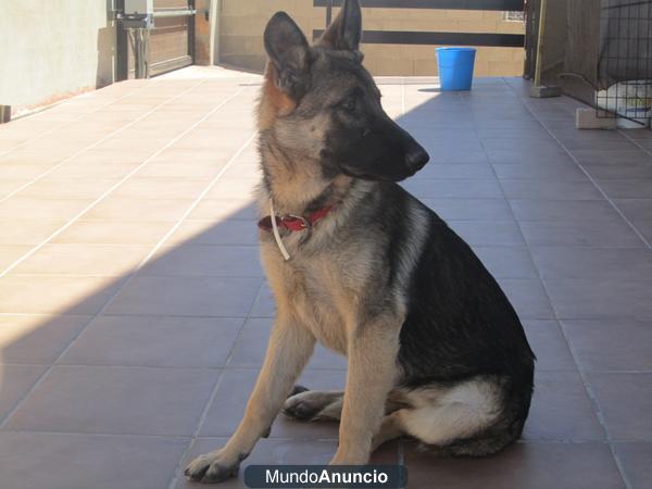 cachorra de pastor aleman linea de trabajo