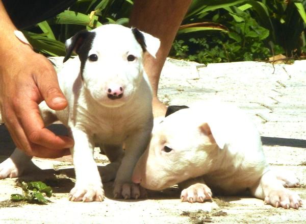 CACHORROS DE BULLTERRIER MINI 900