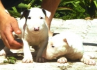 CACHORROS DE BULLTERRIER MINI 900 - mejor precio | unprecio.es