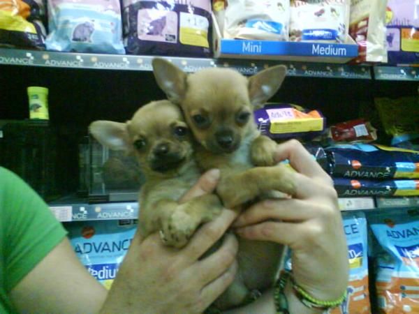 CACHORROS DE CHIHUAHUA, PRECIOSOS 650 EUROS