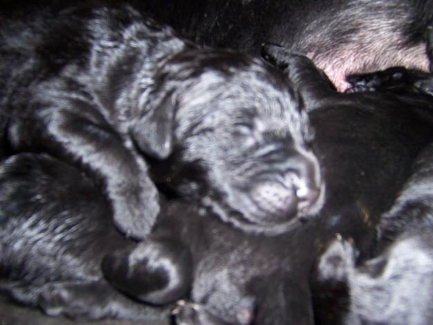 CACHORROS DE TERRANOVA