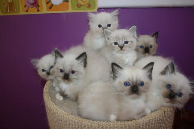 Cachorros Ragdoll en venta