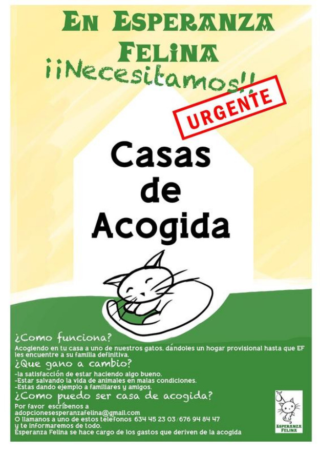 Necesitamos casas de acogida para gatos. urgente