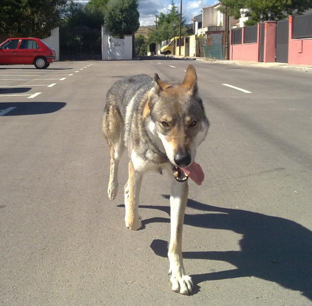 Perrolobo checoslovaco se ofrece para montas