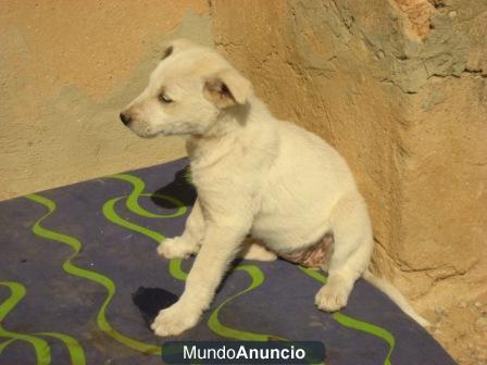 Se regalan cachorros cruce podenco