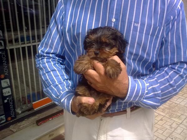 Yorkshire Terrier Cachorritos