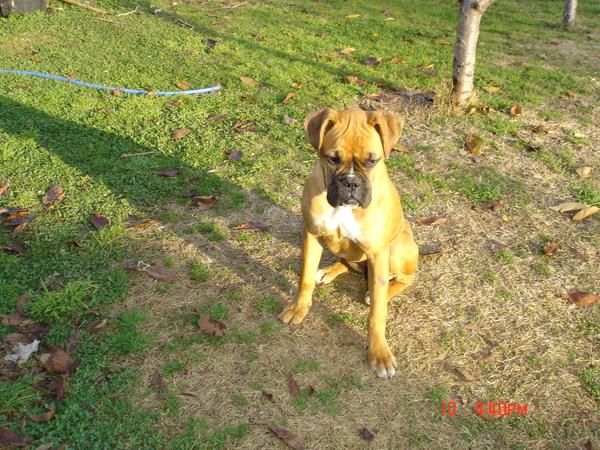 boxer cachorrito 2 meses dorada pura raza