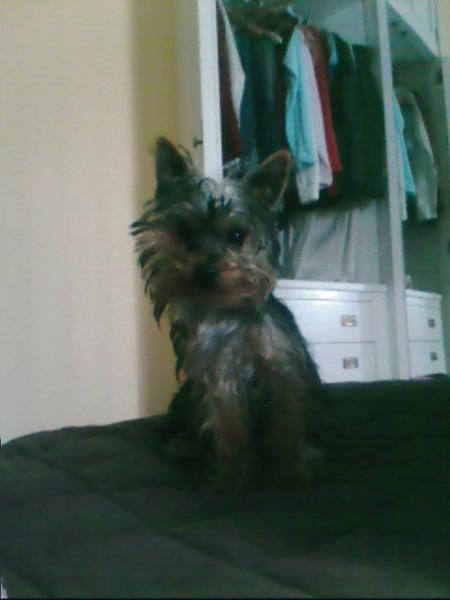 BUSCAMOS NOVIA PARA MI PEQUEÑO LEON (YORKSHIRE TERRIER) NO QUEREMOS PERRITOS,solo lo que es la MONTA.150  .Somos de un p