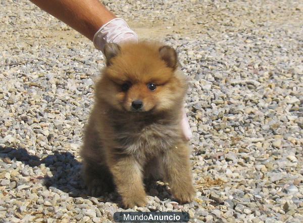 CACHORROS POMERANIA BARCELONA 400€