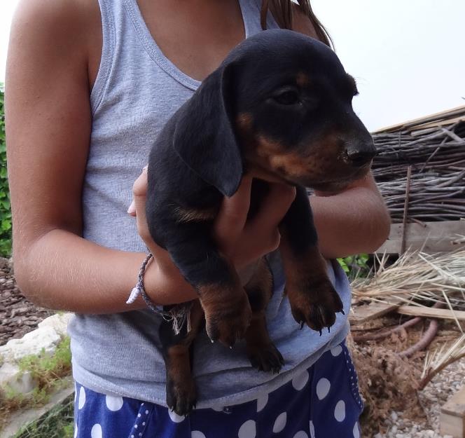 Cachorros teckel estandar pelo corto.