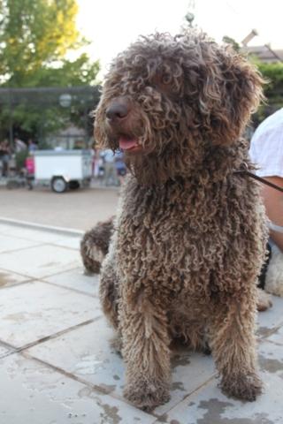 Excelentes cachorros de Perro de agua español