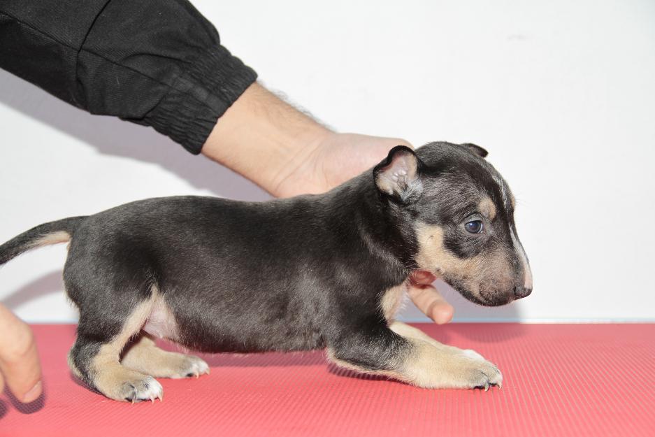 Hembras Miniatura Bullterrier con Pedigree