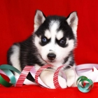 Husky Siberiano calidad y belleza cachorros con pedigree - mejor precio | unprecio.es