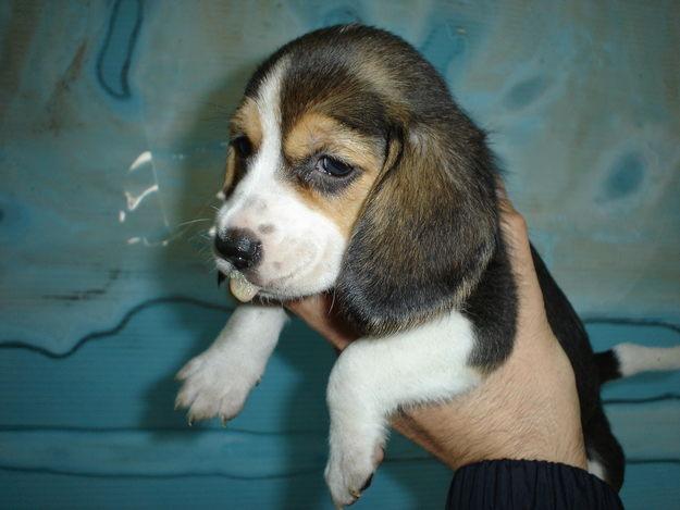 PRECIOSA CAMADA DE BEAGLES TRICOLOR, CON PEDIGREE 350€