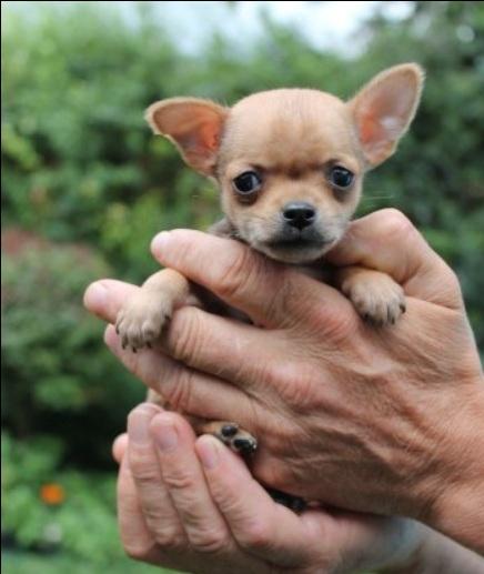 Preciosos cachorros de Chihuahua de tamaño minis