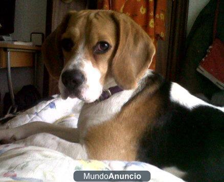 Regalo perrita Beagle