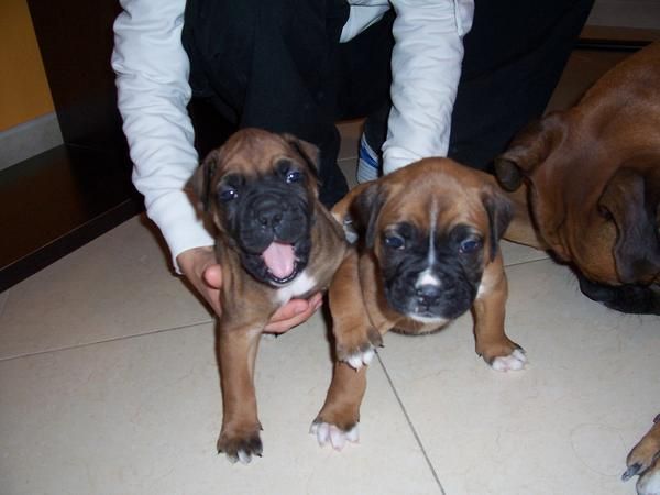 Se venden 2 cachorros boxer con pedigree