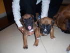 Se venden 2 cachorros boxer con pedigree - mejor precio | unprecio.es