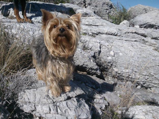 Autenticos yorkshire terrier