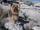 Autenticos yorkshire terrier - mejor precio | unprecio.es