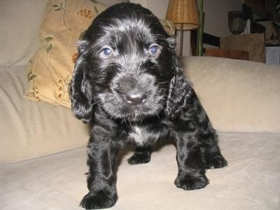 BOXER, BEAGLE, LABRADOR, COCKER INGLES, YORKSHIRE TERRIER, PASTOR ALEMAN