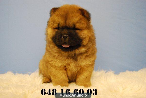 Cachorros de chow chow con pedigre, preciosa camadita disponible