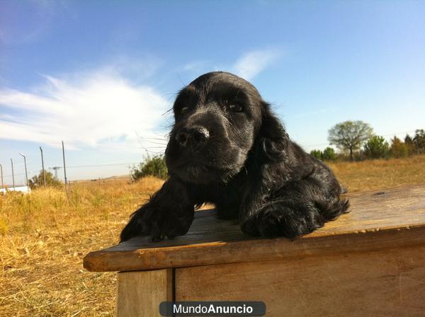 Cachorros de cocker dorados & negros, excelente calidad