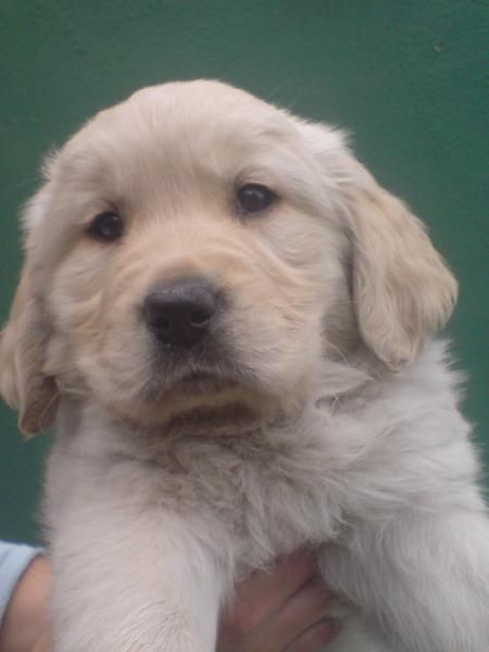 Cachorros de Golden Retriever