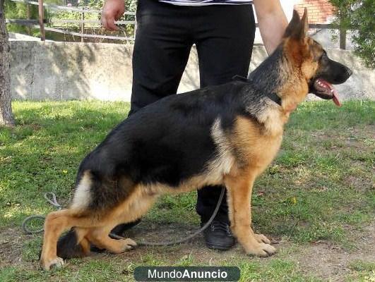 PASTOR ALEMAN. CACHORROS IMPRESIONANTES