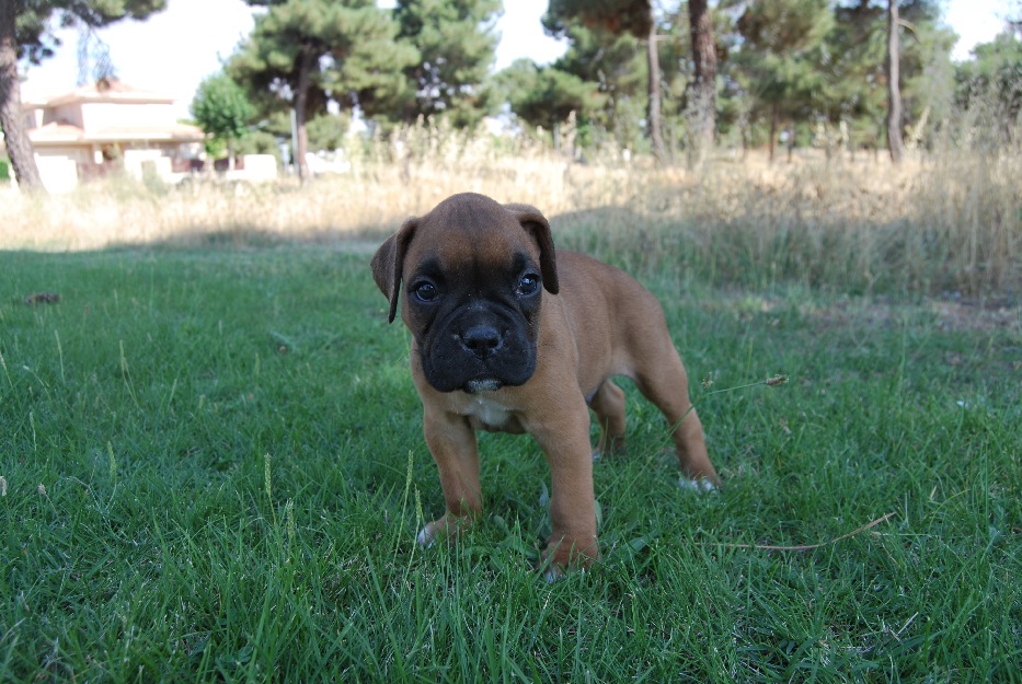 Preciosos Boxer , canelas !