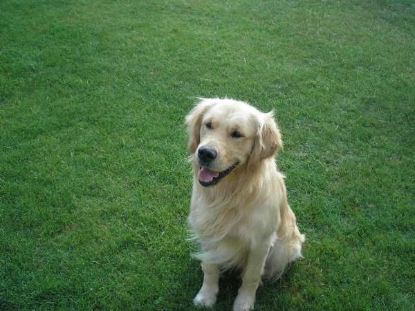 Se ofrece golden retriever para monta