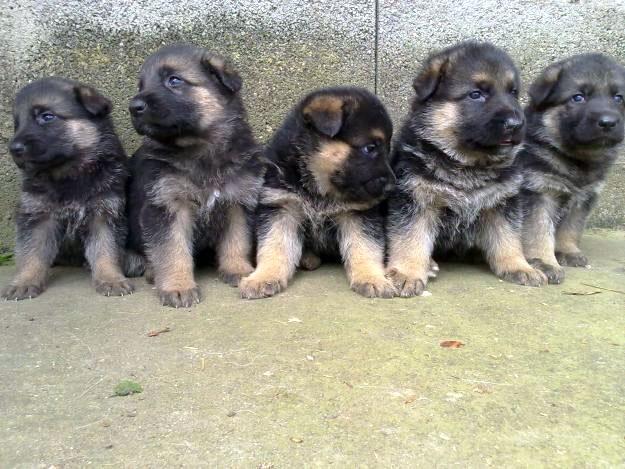 Vendo cachorros de pastor aleman ( de raza ) economicos en lloret de mar ( girona )